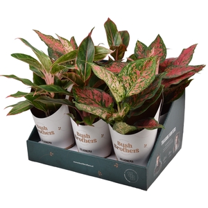 Aglaonema Gemengd Showdoos