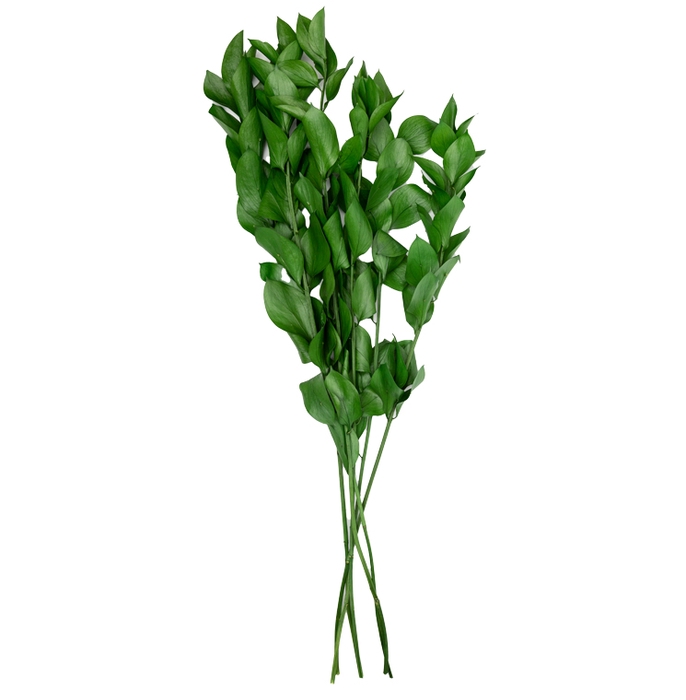 <h4>Ruscus green pres.</h4>