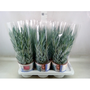 Curio ficoides 'Mount everest'