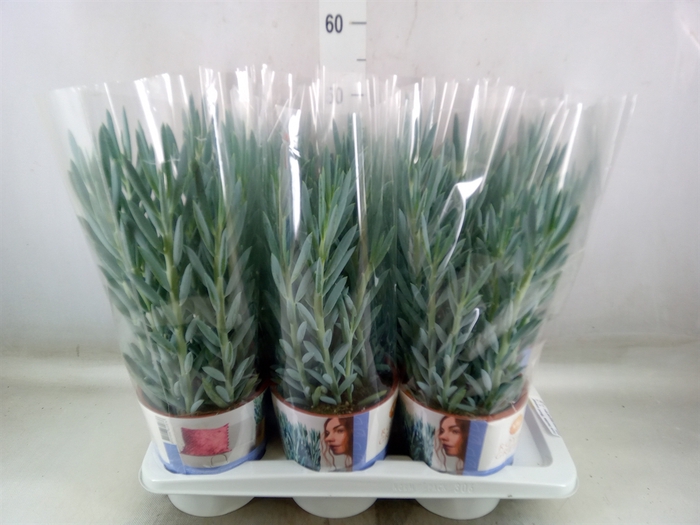 <h4>Curio ficoides 'Mount everest'</h4>