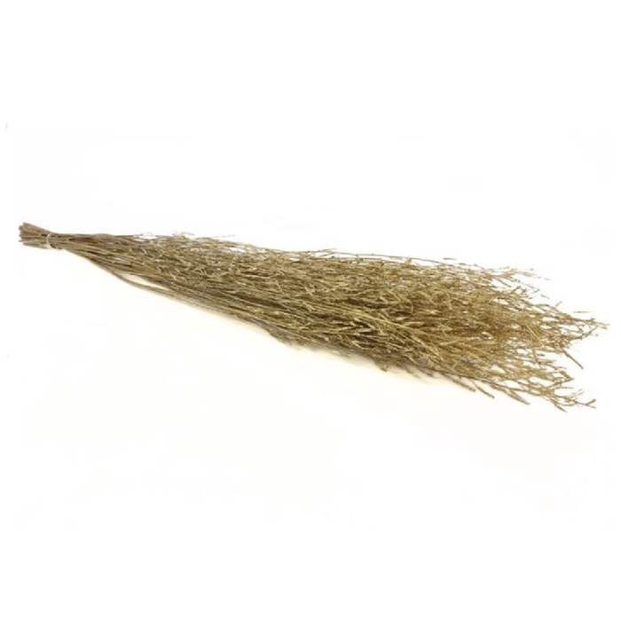 Dried flowers Saras grass 100cm