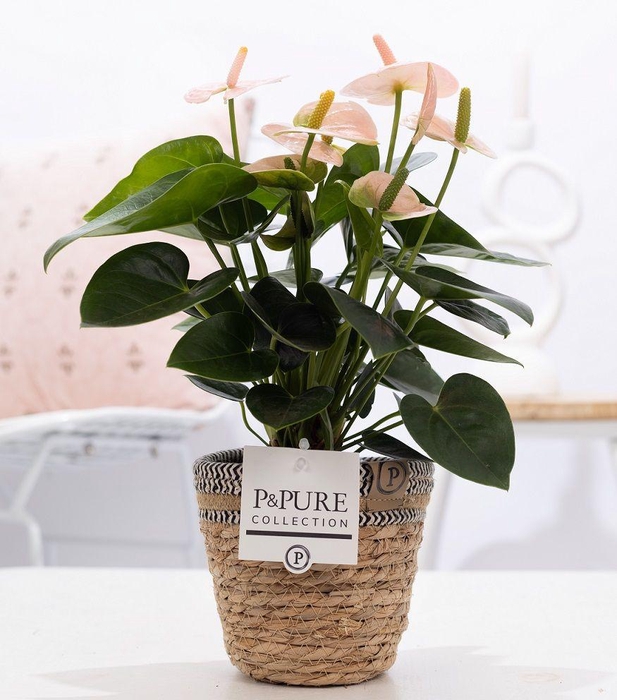 <h4>Anthurium pink (Spirit) in P&PURE Basket 6;</h4>