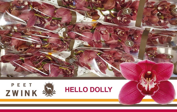 <h4>CYMB T HELLO DOLLY</h4>