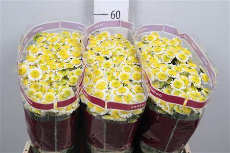 <h4>Chr S Sun Up</h4>