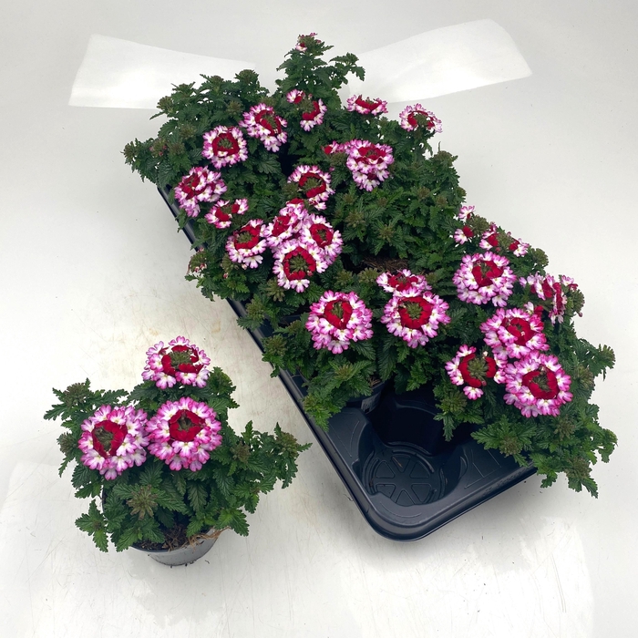 <h4>VERBE DRUMS GEM</h4>