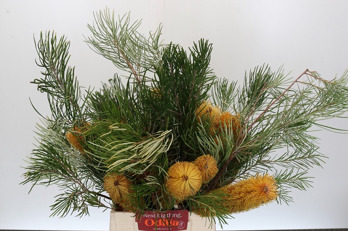 <h4>Banksia Collina</h4>