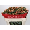 Hypericum Mellow Romance Spray