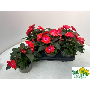 IMPAT CP CERISE FROS