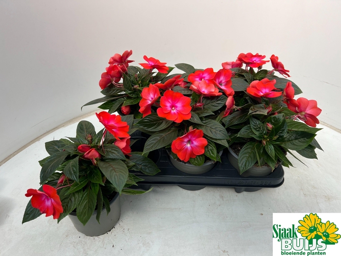 <h4>IMPAT CP CERISE FROS</h4>