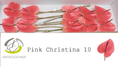 <h4>ANTH A PINK CHRISTINA 10</h4>