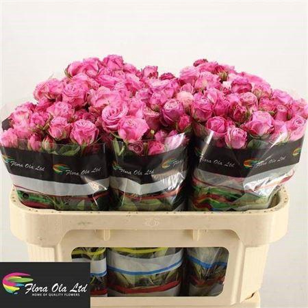 <h4>R Tr Lady Bombastic</h4>