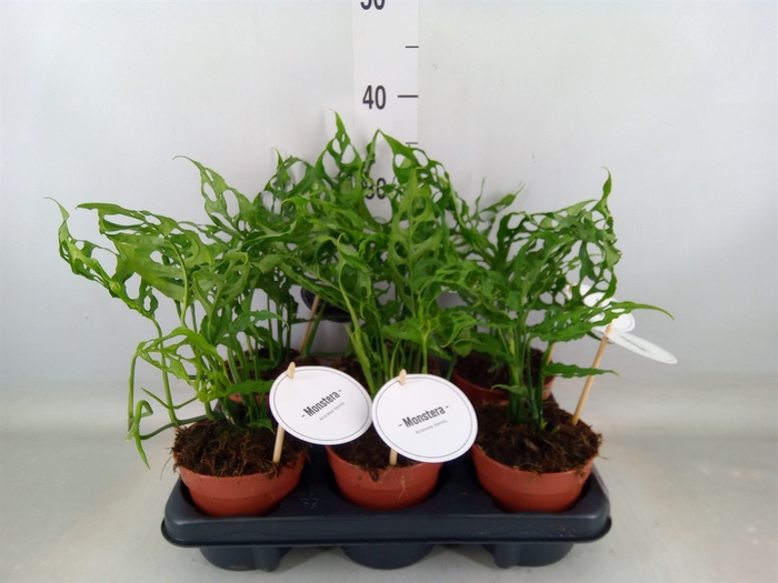 <h4>Monstera   ...</h4>