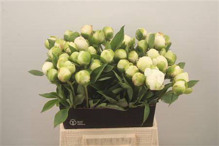 <h4>Paeo L Bridal Shower</h4>