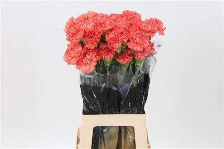 <h4>Di St Trueno</h4>