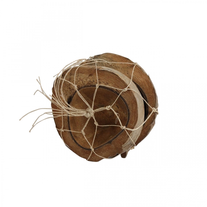 <h4>Droogdeco Coco half 20cm x2</h4>
