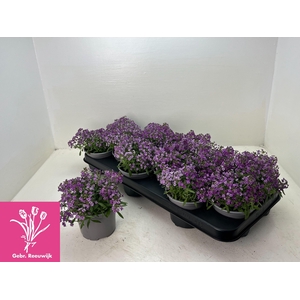 LOBULARIA OV
