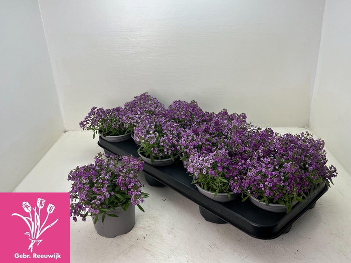 <h4>LOBULARIA OV</h4>