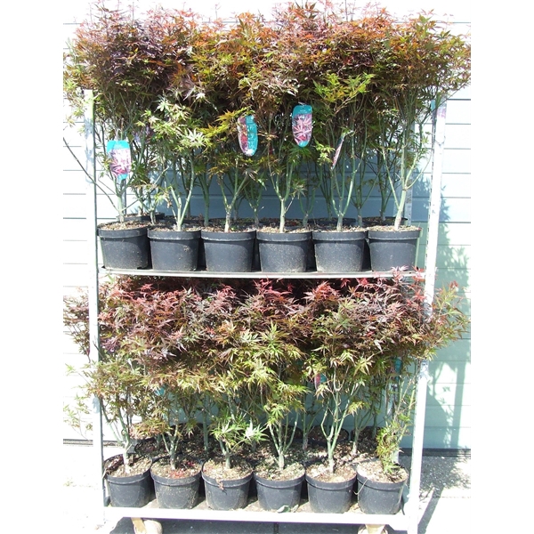 <h4>Acer palmatum 'Skeeters Broom' P23 Full CC</h4>