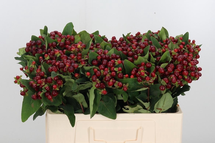 <h4>Hyp Mag Cherry</h4>