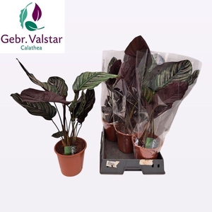 CALAT SANDERIANA