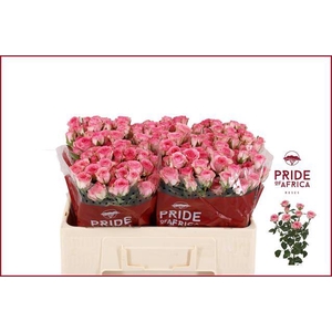 Rosa spray tralala