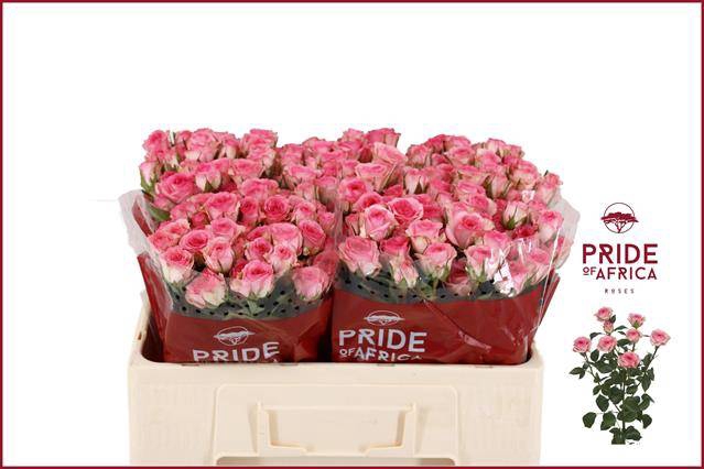 <h4>Rosa spray tralala</h4>