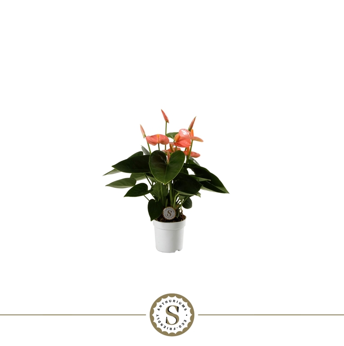 <h4>Anthurium andr. 'Spirit'</h4>