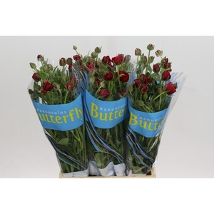 Ranunculus Butterfly Hades