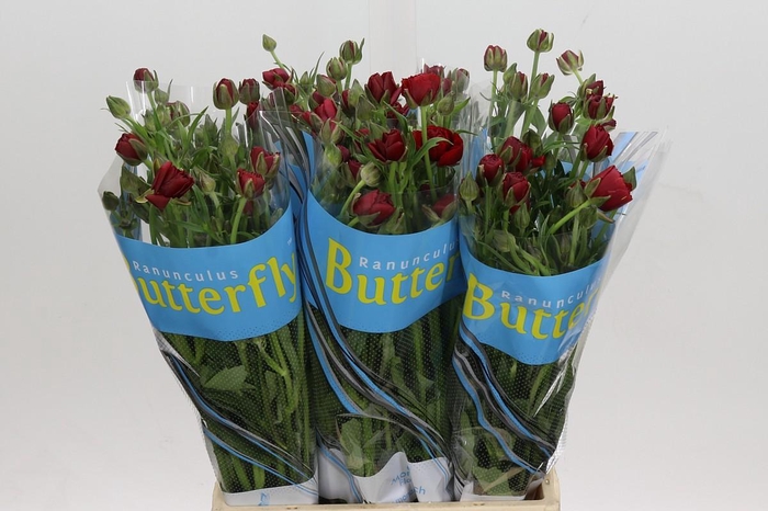 <h4>Ranunculus Butterfly Hades</h4>