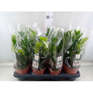 Zamioculcas zamiifolia