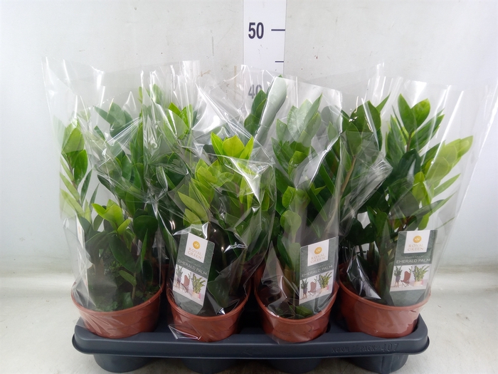 <h4>Zamioculcas zamiifolia</h4>