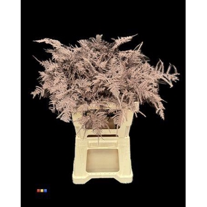 Asp Lang Choco Brown