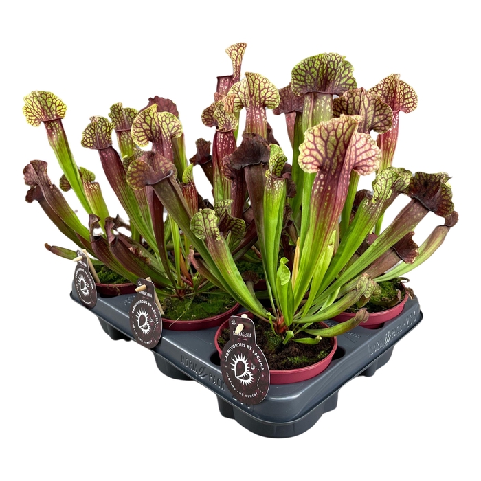 <h4>Sarracenia Judith Hindle</h4>