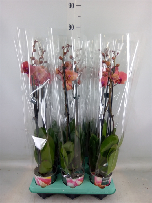 <h4>Phalaenopsis   ...</h4>