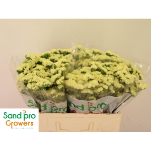 LIM S STARLIGHT WING