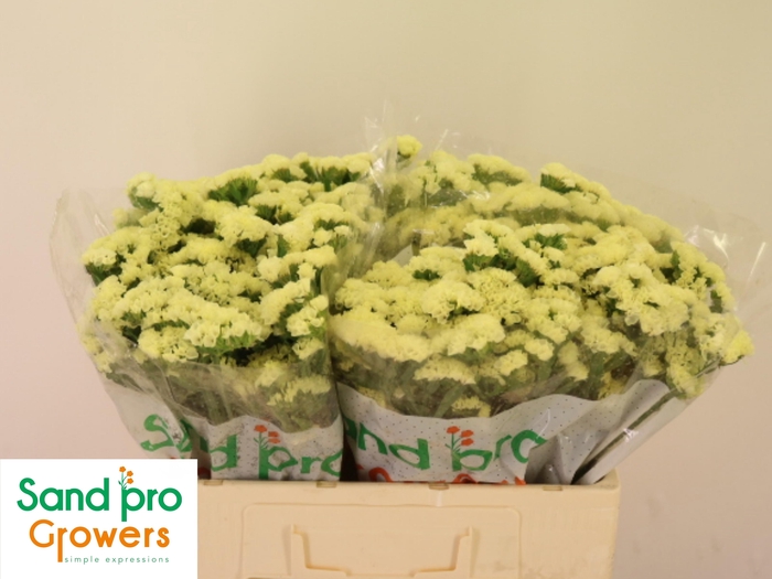 <h4>LIM S STARLIGHT WING</h4>