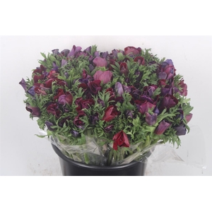 Anemone Fr. Violet
