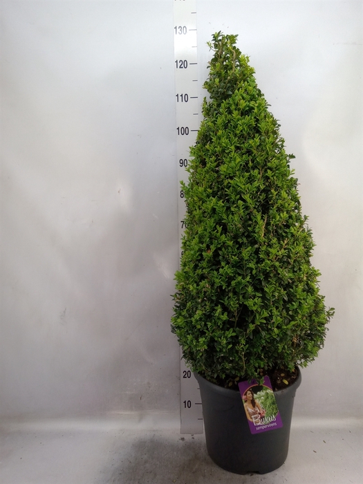 <h4>Buxus semp.   ...</h4>