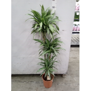 Dracaena fr de 'Ulises'