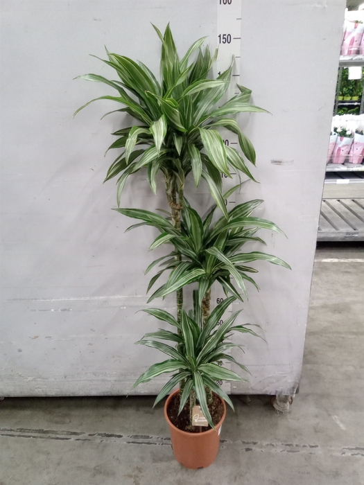 <h4>Dracaena fr de 'Ulises'</h4>
