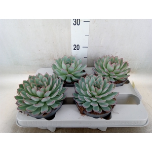 Echeveria  'Apus'