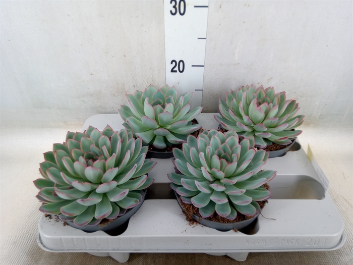<h4>Echeveria  'Apus'</h4>
