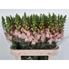 Antir Avignon Pink