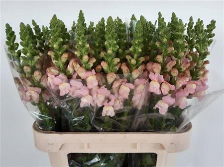<h4>Antir Avignon Pink</h4>