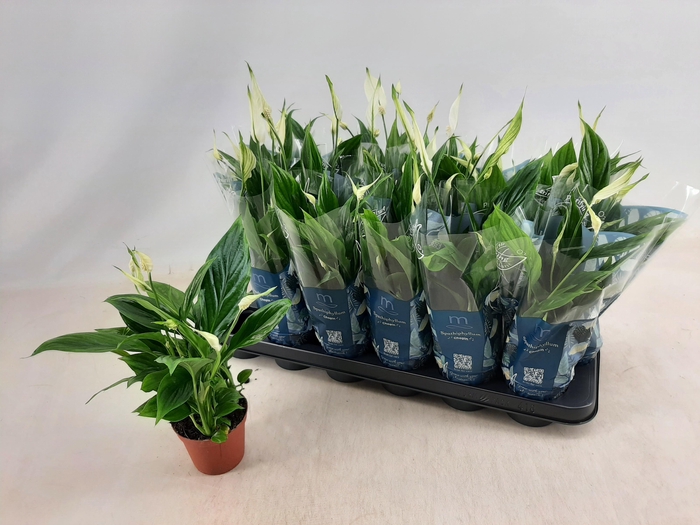 <h4>SPATH CHOPIN</h4>