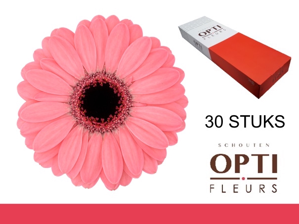 <h4>GE MI JOLIE-Doosx30</h4>