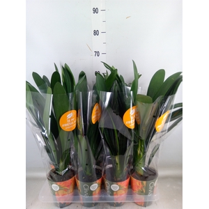 Clivia miniata