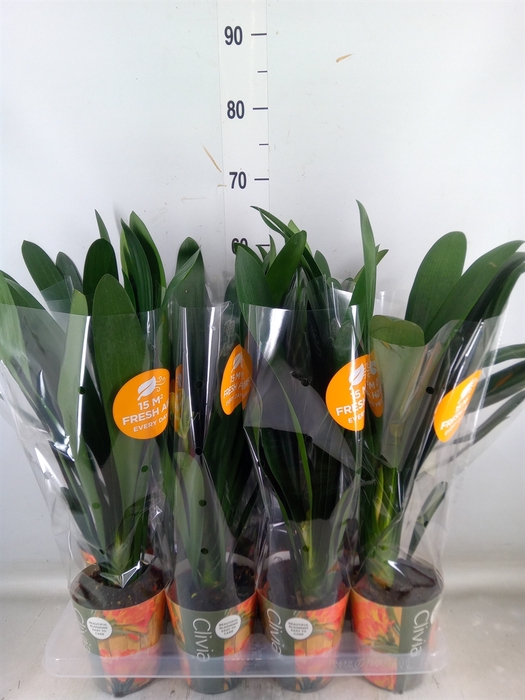 <h4>Clivia miniata</h4>