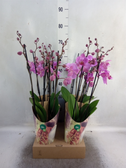 <h4>Phalaenopsis   ...rose</h4>