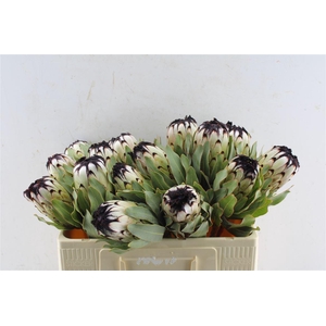 Protea Mag Niobe